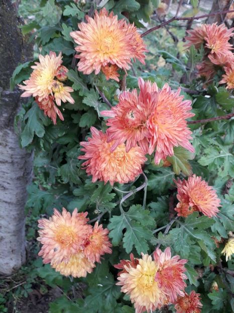  - AAAAA__TOAMNA 2019