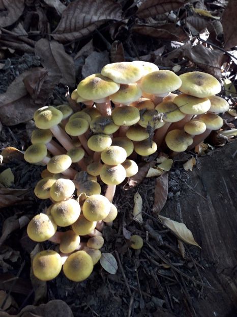  - AAAAA__TOAMNA 2019