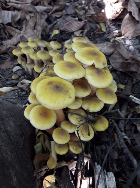  - AAAAA__TOAMNA 2019