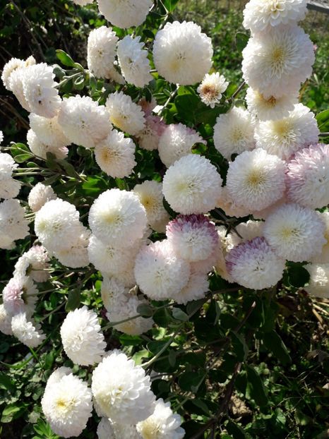  - AAAAA__TOAMNA 2019