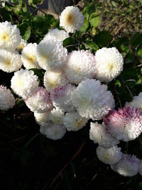  - AAAAA__TOAMNA 2019