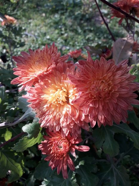  - AAAAA__TOAMNA 2019