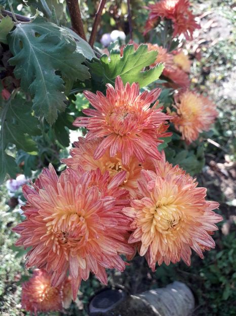  - AAAAA__TOAMNA 2019