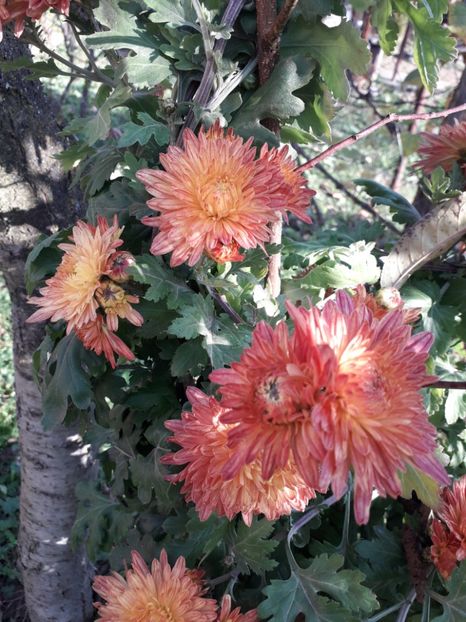  - AAAAA__TOAMNA 2019