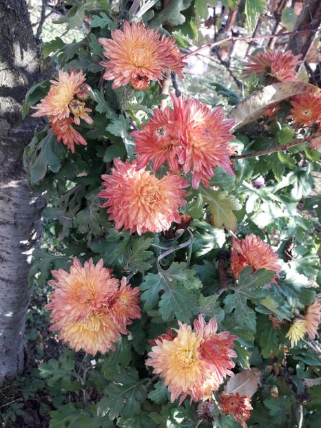  - AAAAA__TOAMNA 2019