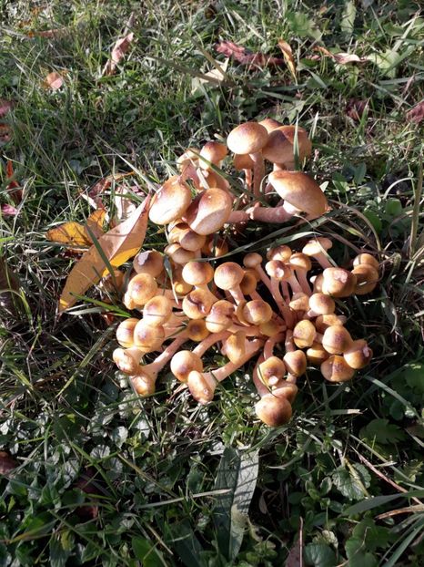  - AAAAA__TOAMNA 2019