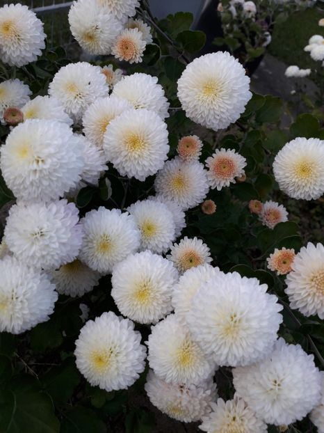  - AAAAA__TOAMNA 2019