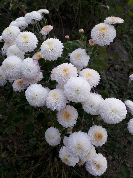  - AAAAA__TOAMNA 2019