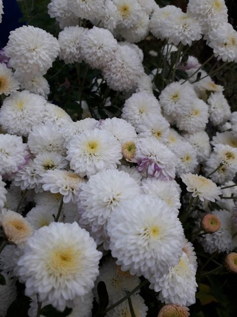  - AAAAA__TOAMNA 2019