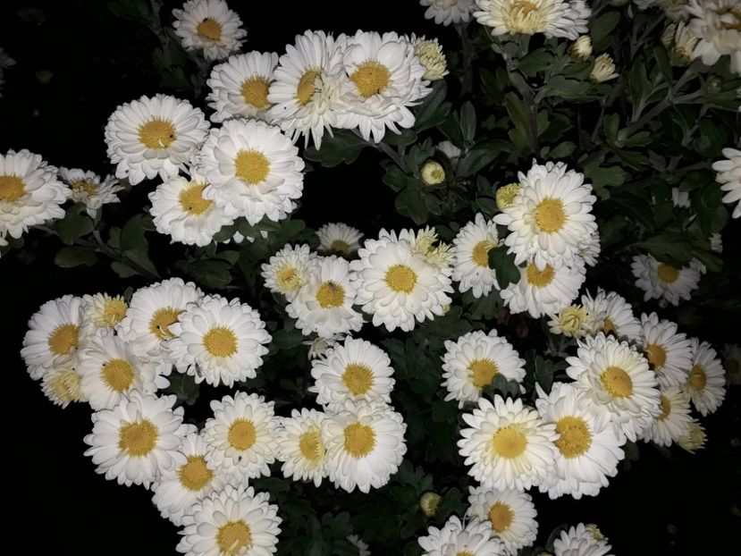  - AAAAA__TOAMNA 2019