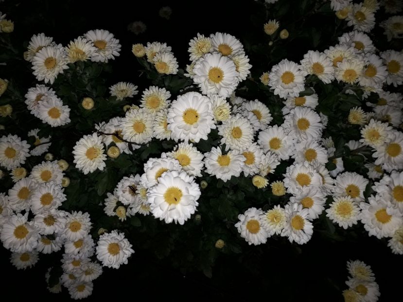  - AAAAA__TOAMNA 2019