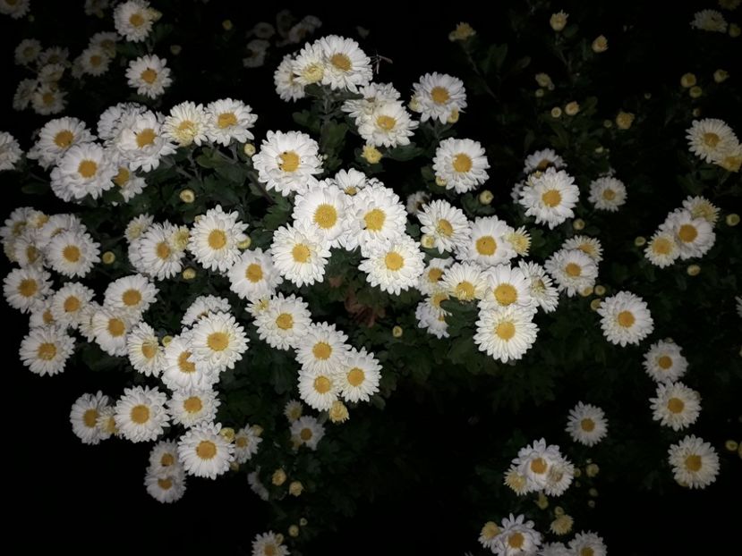  - AAAAA__TOAMNA 2019