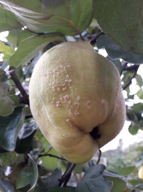  - AAAAA__TOAMNA 2019