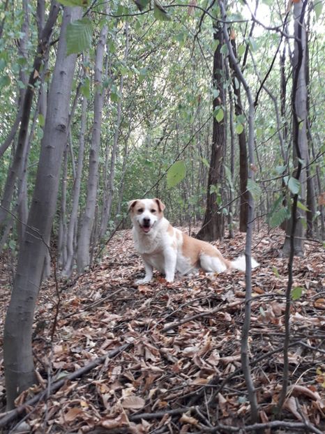  - AAAAA__TOAMNA 2019