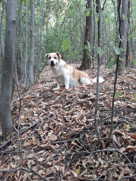  - AAAAA__TOAMNA 2019