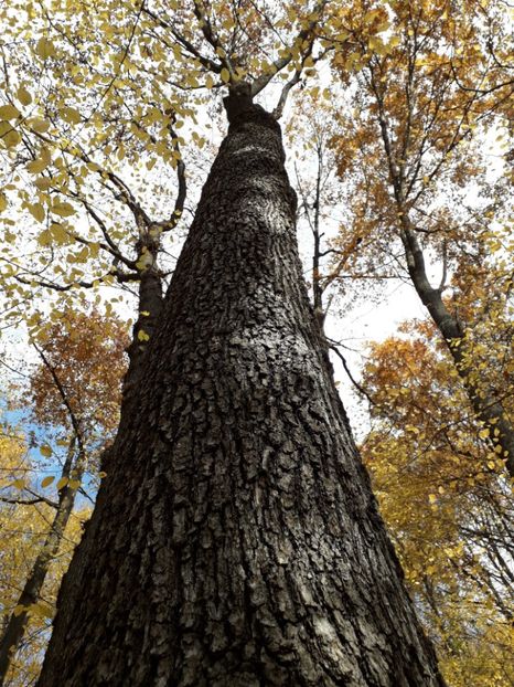  - AAAAA__TOAMNA 2019