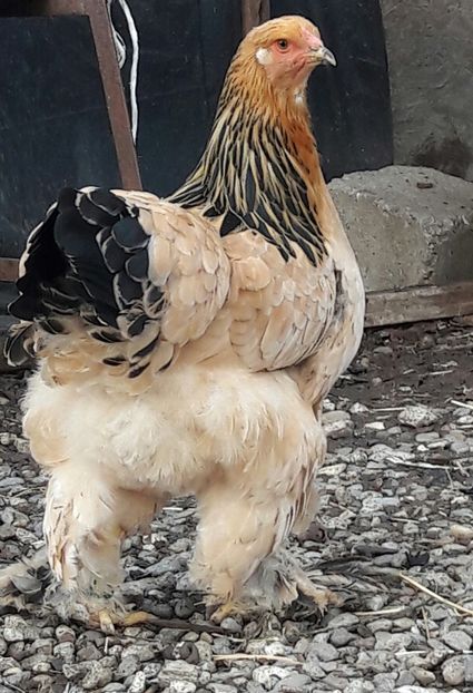  - Pui brahma 2019