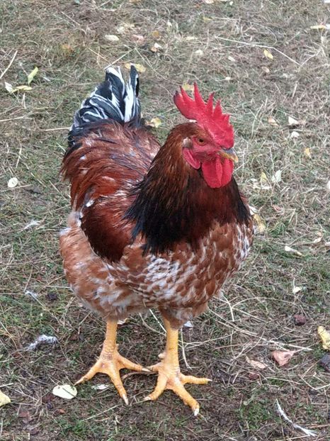 7 luni.2019                                                      5,5 kg - METISI jersey giant-kabir