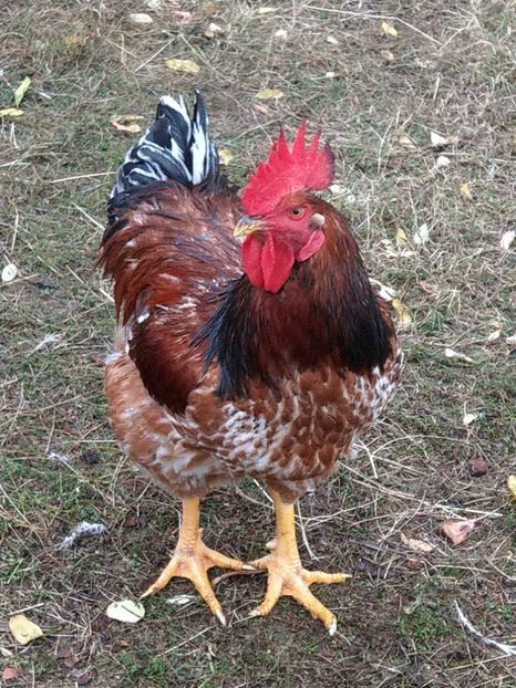  - METISI jersey giant-kabir