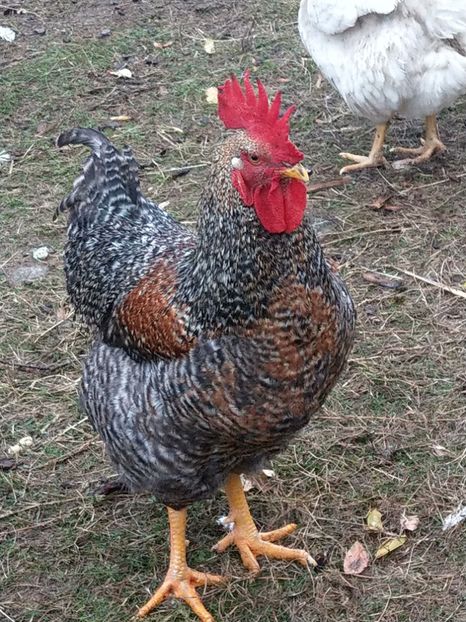  - METISI jersey giant-kabir