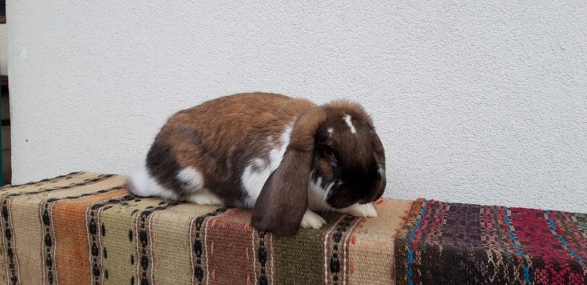 Femela - Cuib 23-05-2019