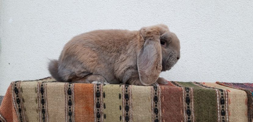 10.11.2019 - Mascul izabel