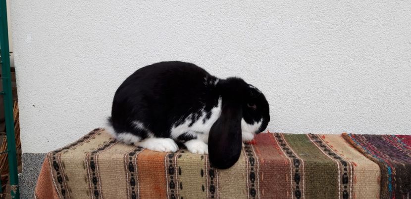 10.11.2019 - Cuib 5-05-2019