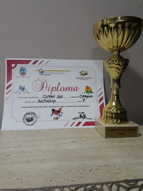 Lugoj 2019 - 04 Cupe si diplome obtinute