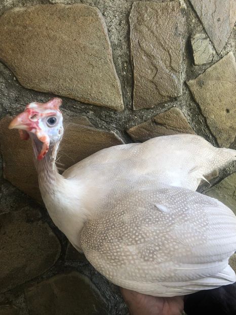 Perlhuhn chamois - Matca 2020