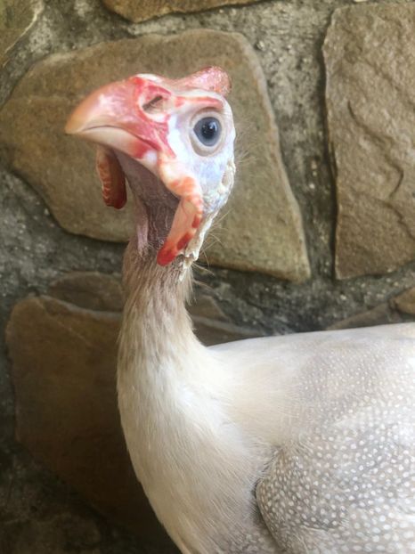 100%CCA - Matca 2020