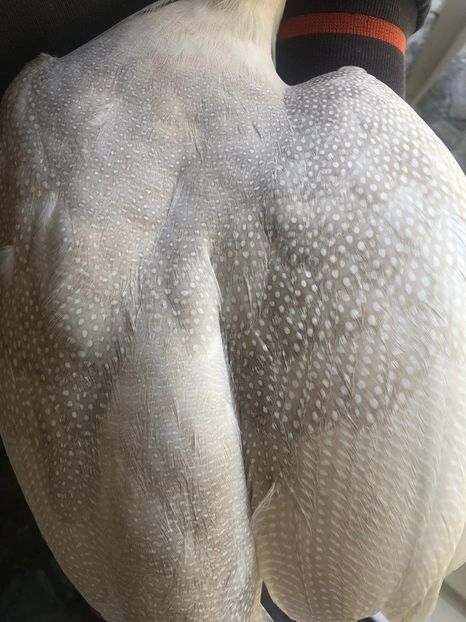 Detalii - Matca 2020