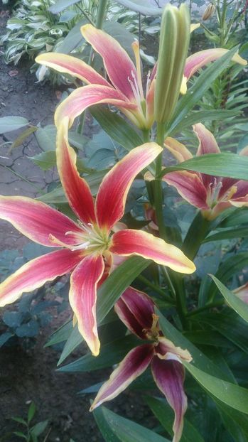  - 0 FLORI 2019 in gradina