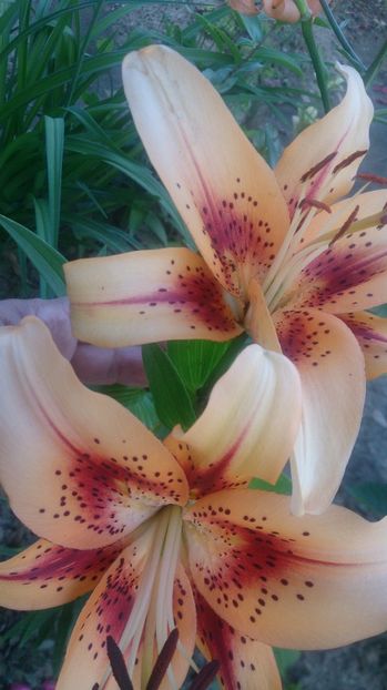  - 0 FLORI 2019 in gradina