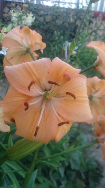  - 0 FLORI 2019 in gradina