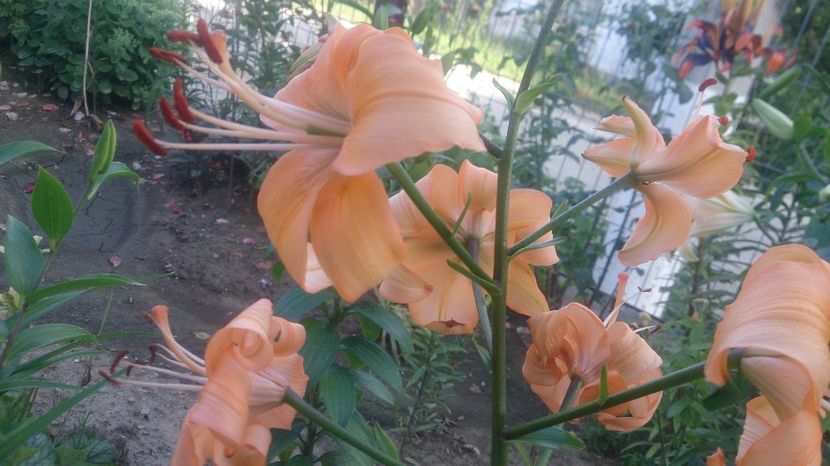  - 0 FLORI 2019 in gradina