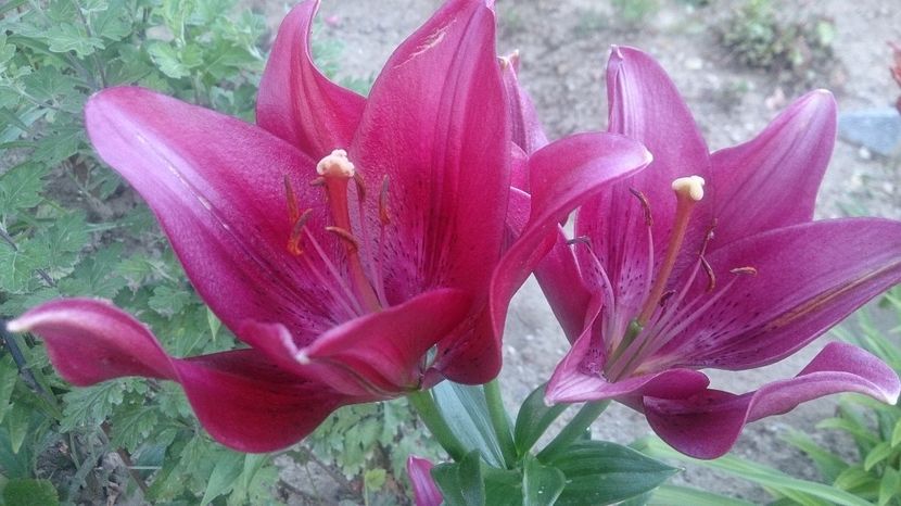  - 0 FLORI 2019 in gradina