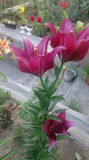  - 0 FLORI 2019 in gradina