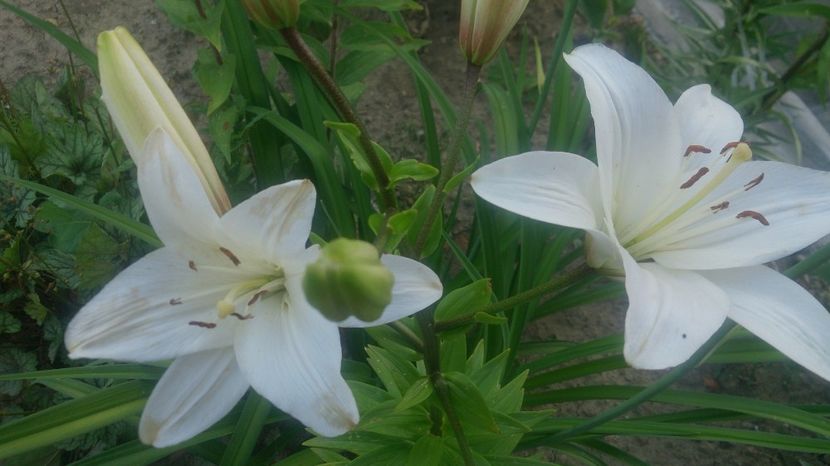  - 0 FLORI 2019 in gradina