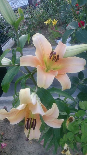  - 0 FLORI 2019 in gradina