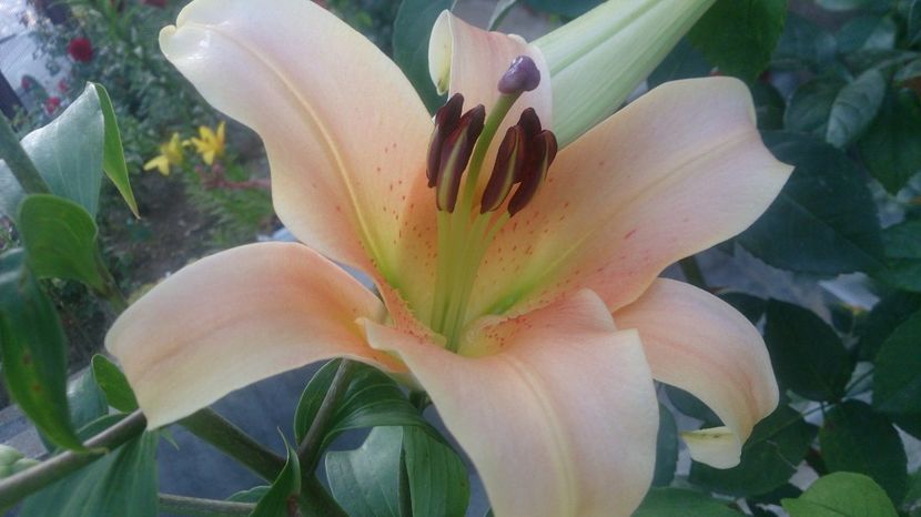  - 0 FLORI 2019 in gradina