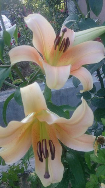  - 0 FLORI 2019 in gradina