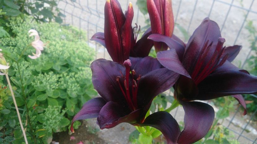  - 0 FLORI 2019 in gradina