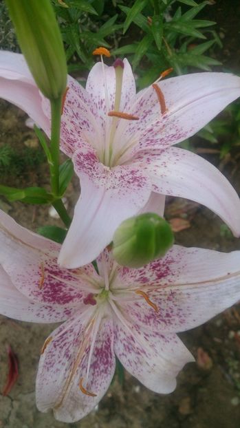  - 0 FLORI 2019 in gradina