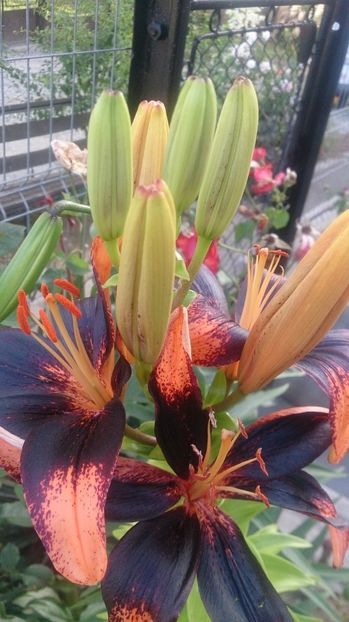  - 0 FLORI 2019 in gradina