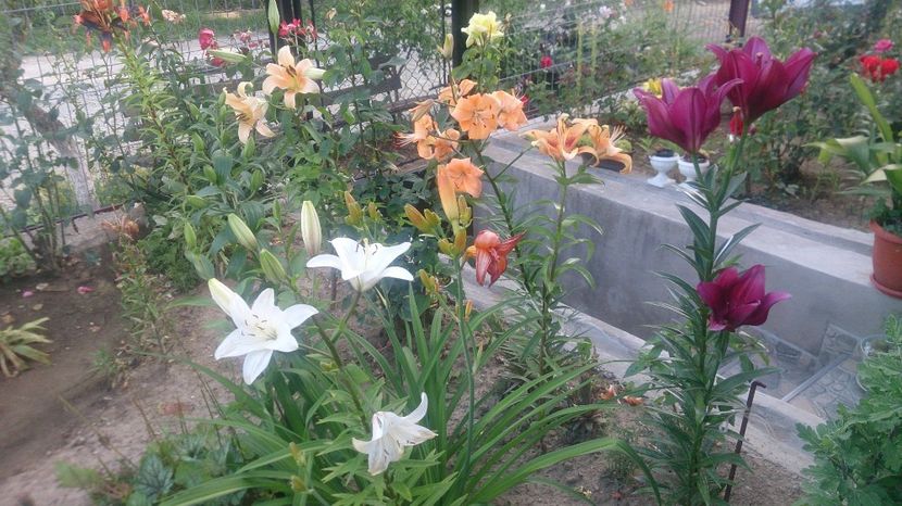  - 0 FLORI 2019 in gradina