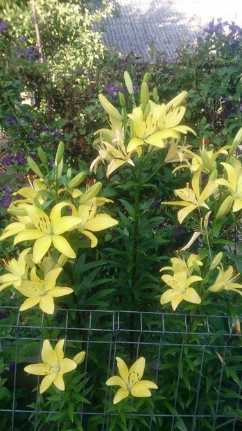  - 0 FLORI 2019 in gradina