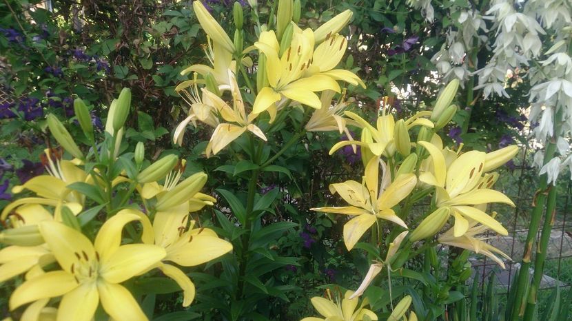  - 0 FLORI 2019 in gradina