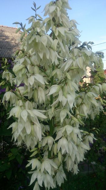  - 0 FLORI 2019 in gradina