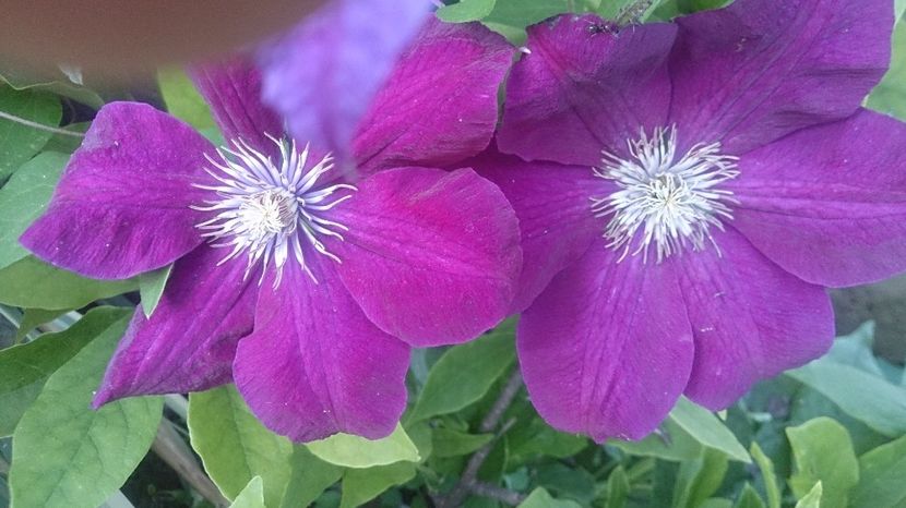  - 0 FLORI 2019 in gradina