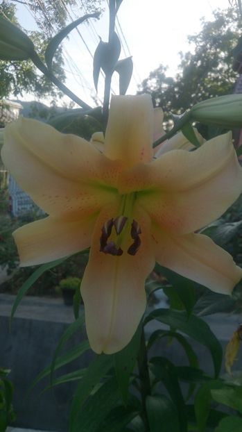  - 0 FLORI 2019 in gradina